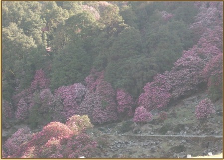 Aufstieg zum Chandrachilla, auf ca. 3200 m blühender Rhododendron